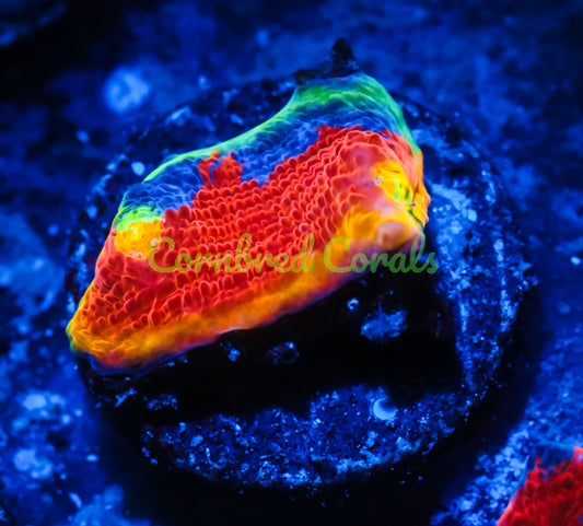 Cornbred's Rainbow Crush Chalice - WYSIWYG