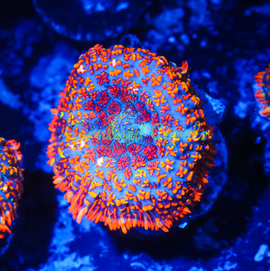 Cornbred's Paparazzi Mushroom - WYSIWYG