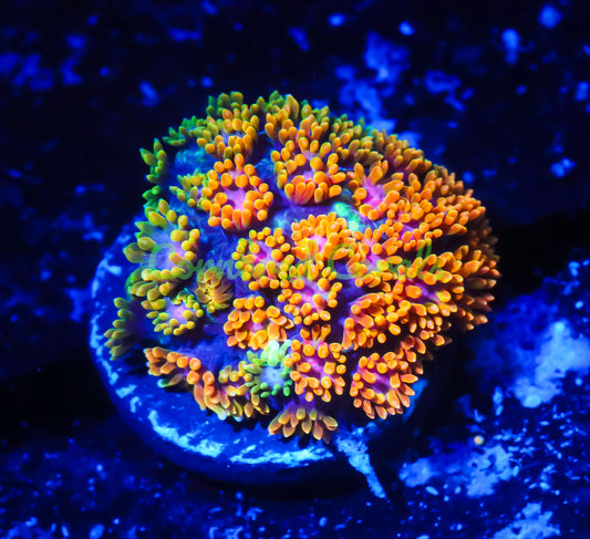 Cornbred's Fruit Loops Goniopora - WYSIWYG