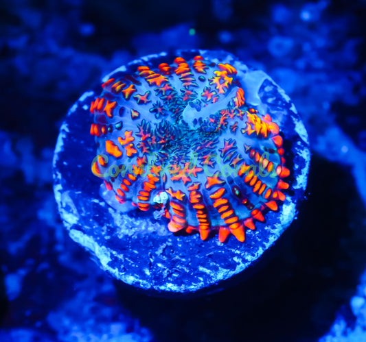 Cornbred's Rasta Rainbow Mushroom - WYSIWYG