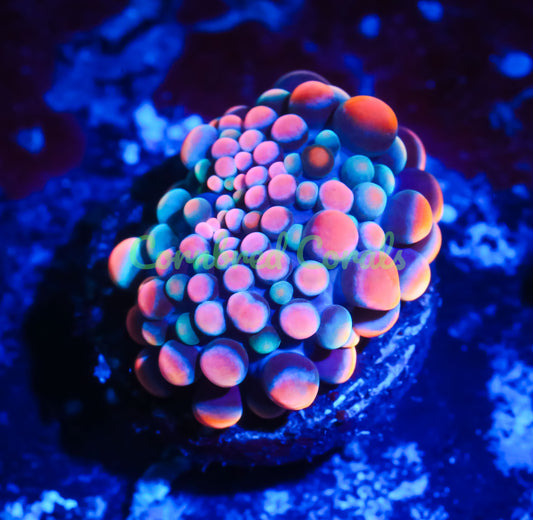 Cornbred's King Kong Bounce Yuma Mushroom - WYSIWYG