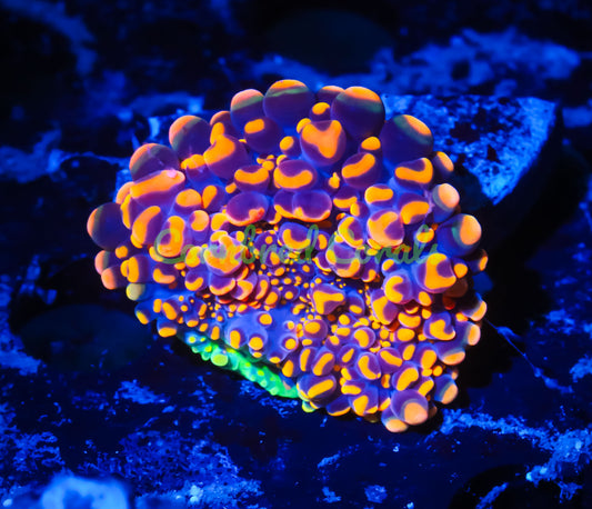 Cornbred's Doughboy Bean Bag Bounce Mushroom - WYSIWYG