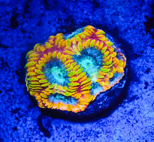 Cornbred Presents Cali Kid's Electric Daisy Favia - WYSIWYG