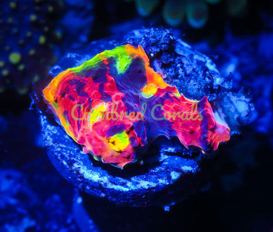 Cornbred's Fireworks Rainbow Chalice - WYSIWYG