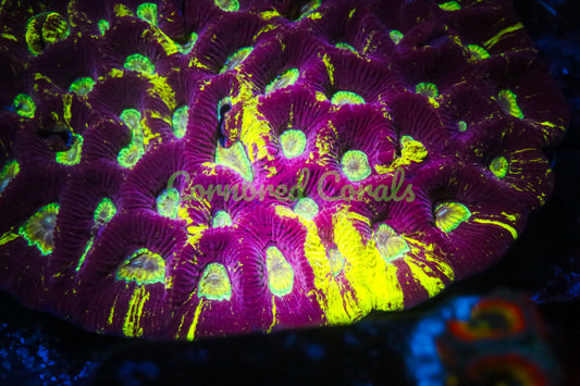 Cornbred's Insano Splat Master Favia