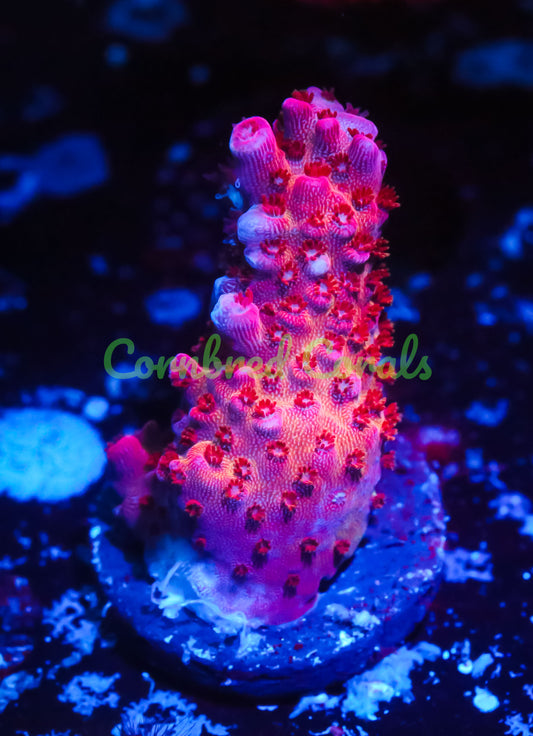 Cornbred's OMG Acro - WYSIWYG