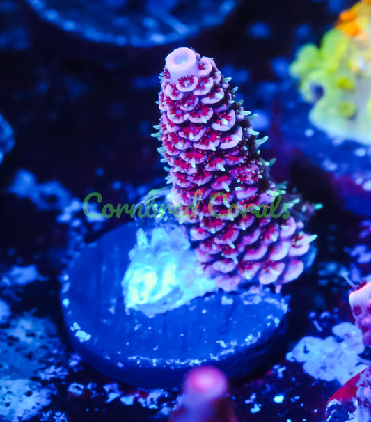 Cornbred's Maui Sunset Milli - WYSIWYG