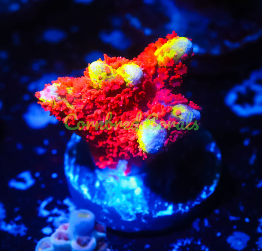 Cornbred's Bubble Gum Digi - WYSIWYG