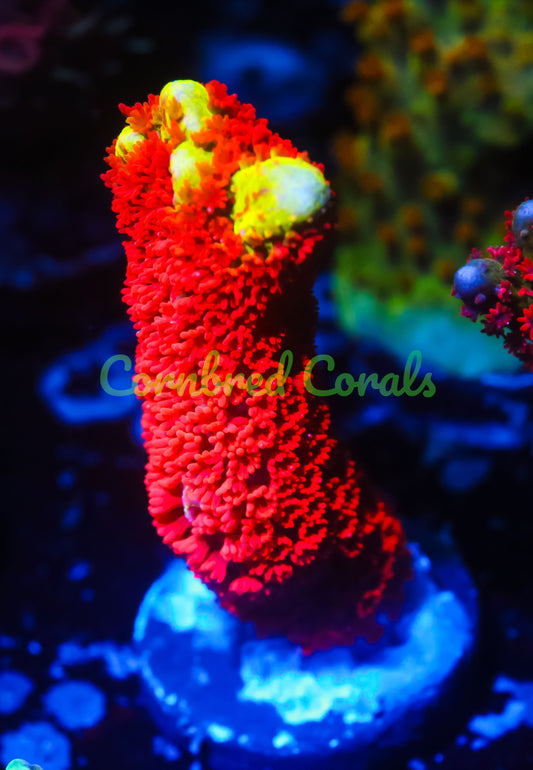 Cornbred's Bubble Gum Digi - WYSIWYG