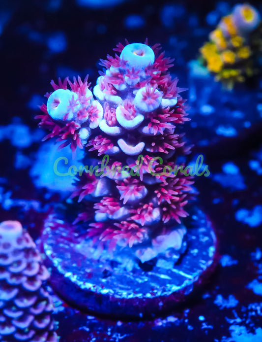 Cornbred's Unicorn Poop Acro - WYSIWYG