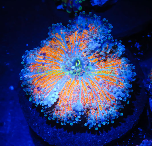 Cornbred's Tiger Croc Yuma Mushroom - WYSIWYG