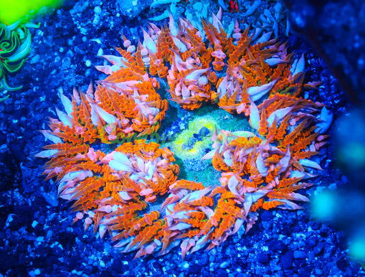 Cornbred's Tiger Clown Rock Nem - WYSIWYG