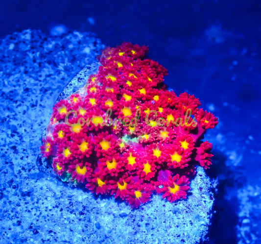 Cornbred's Fireball Goniopora
