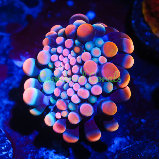 Cornbred's King Kong Bounce Yuma Mushroom - WYSIWYG