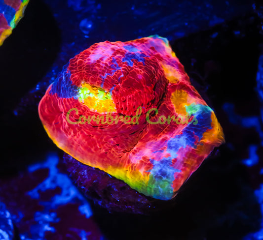Cornbred's Rainbow Crush Chalice - WYSIWYG