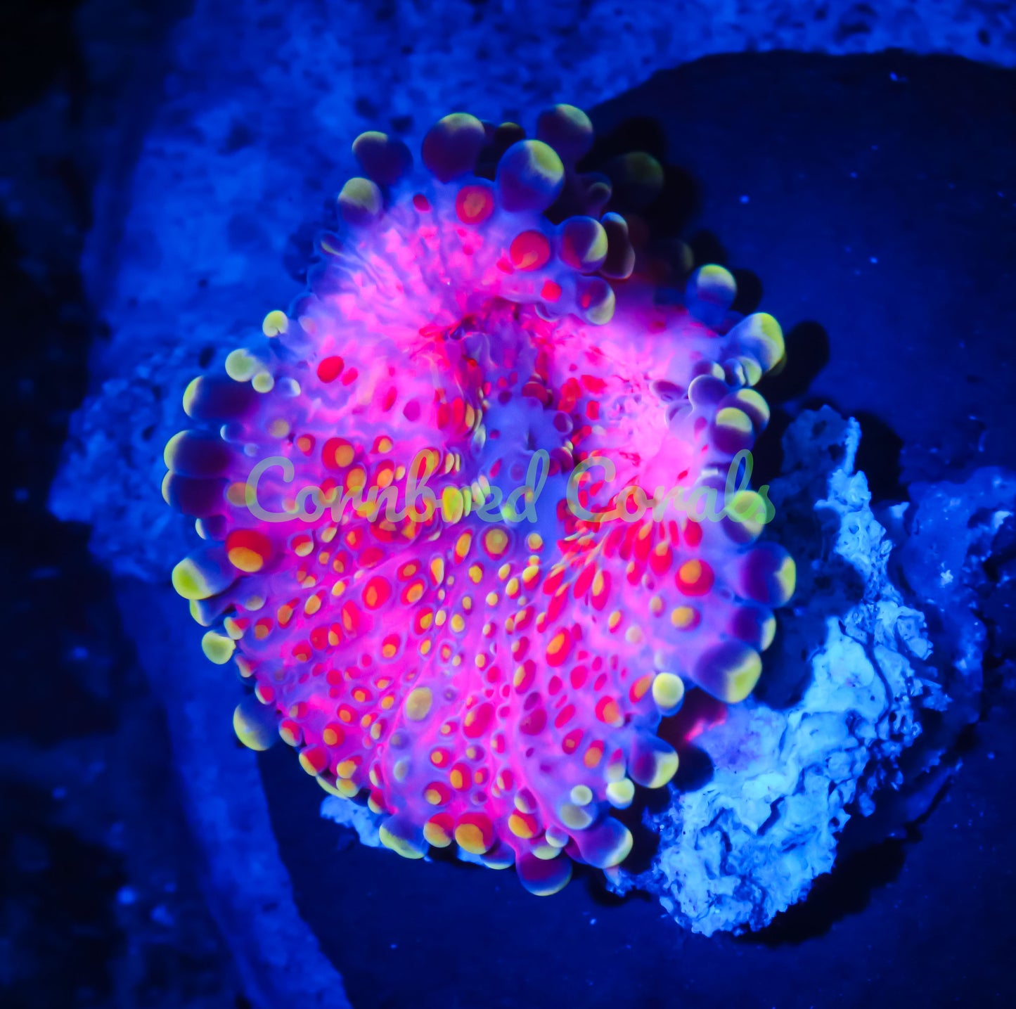 Cornbred's Pink Beast Mode Yuma Mushroom - WYSIWYG