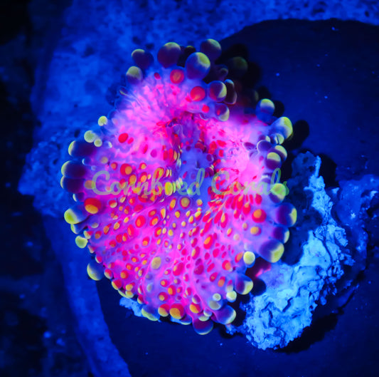 Cornbred's Pink Beast Mode Yuma Mushroom - WYSIWYG