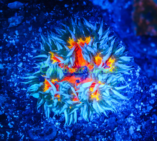 Cornbred's Inferno Rock Nem - WYSIWYG