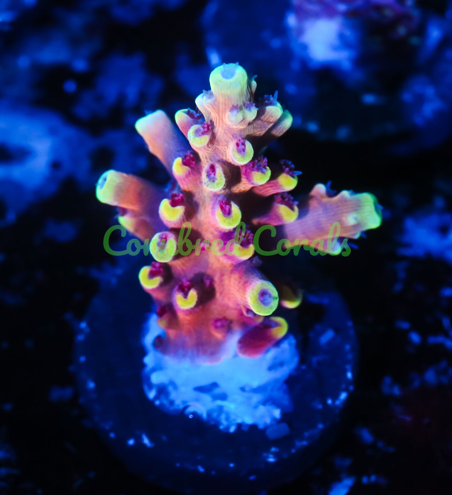 Cornbred's Gold Cadillac Acro - WYSIWYG