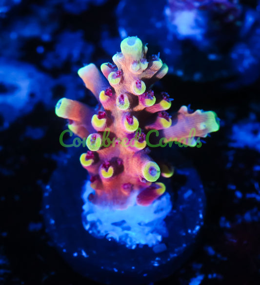 Cornbred's Gold Cadillac Acro - WYSIWYG
