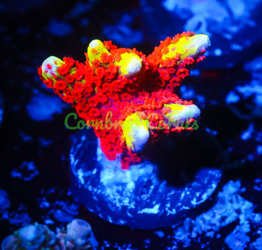 Cornbred's Bubble Gum Digi - WYSIWYG