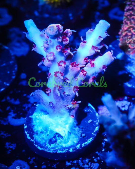Cornbred's Gum Drop Acro - WYSIWYG