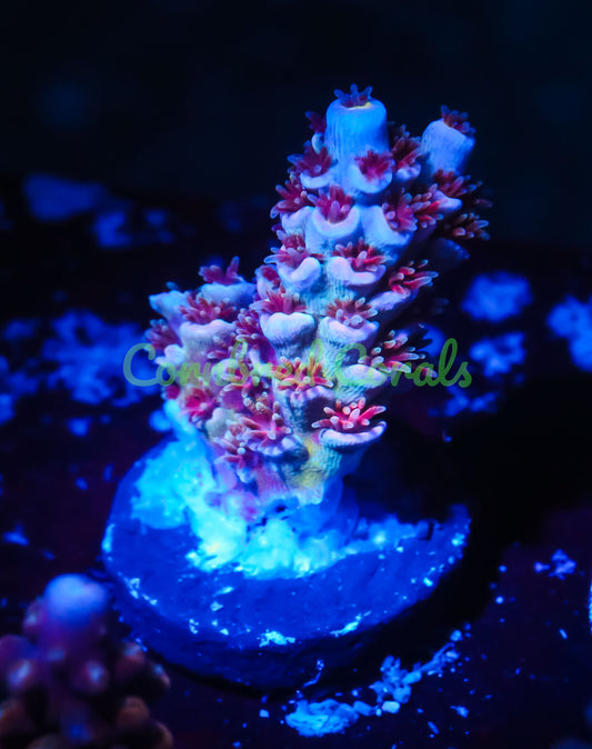 Cornbred's Unicorn Poop Acro - WYSIWYG