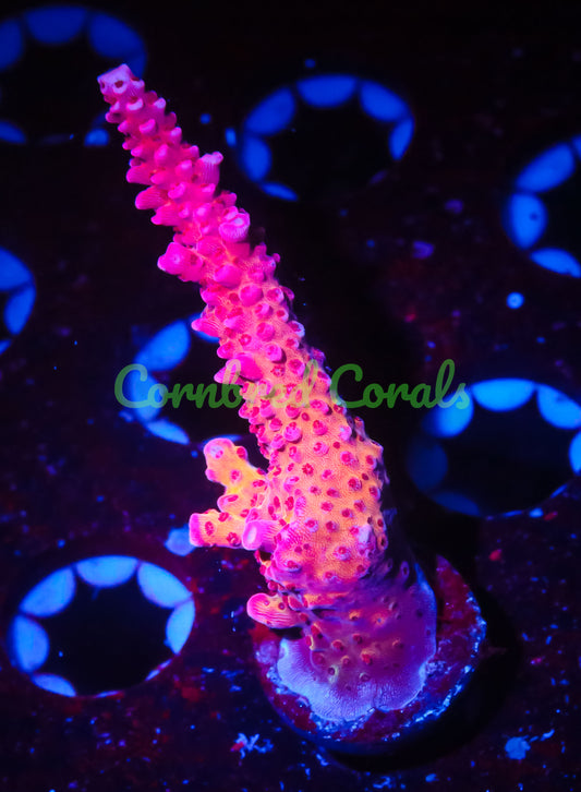 Cornbred's OMG Acro - WYSIWYG