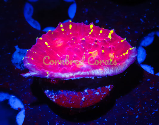 Cornbred's Time Warp Chalice - WYSIWYG