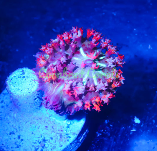 Cornbred's Rainbow Flame Bounce Mushroom - WYSIWYG