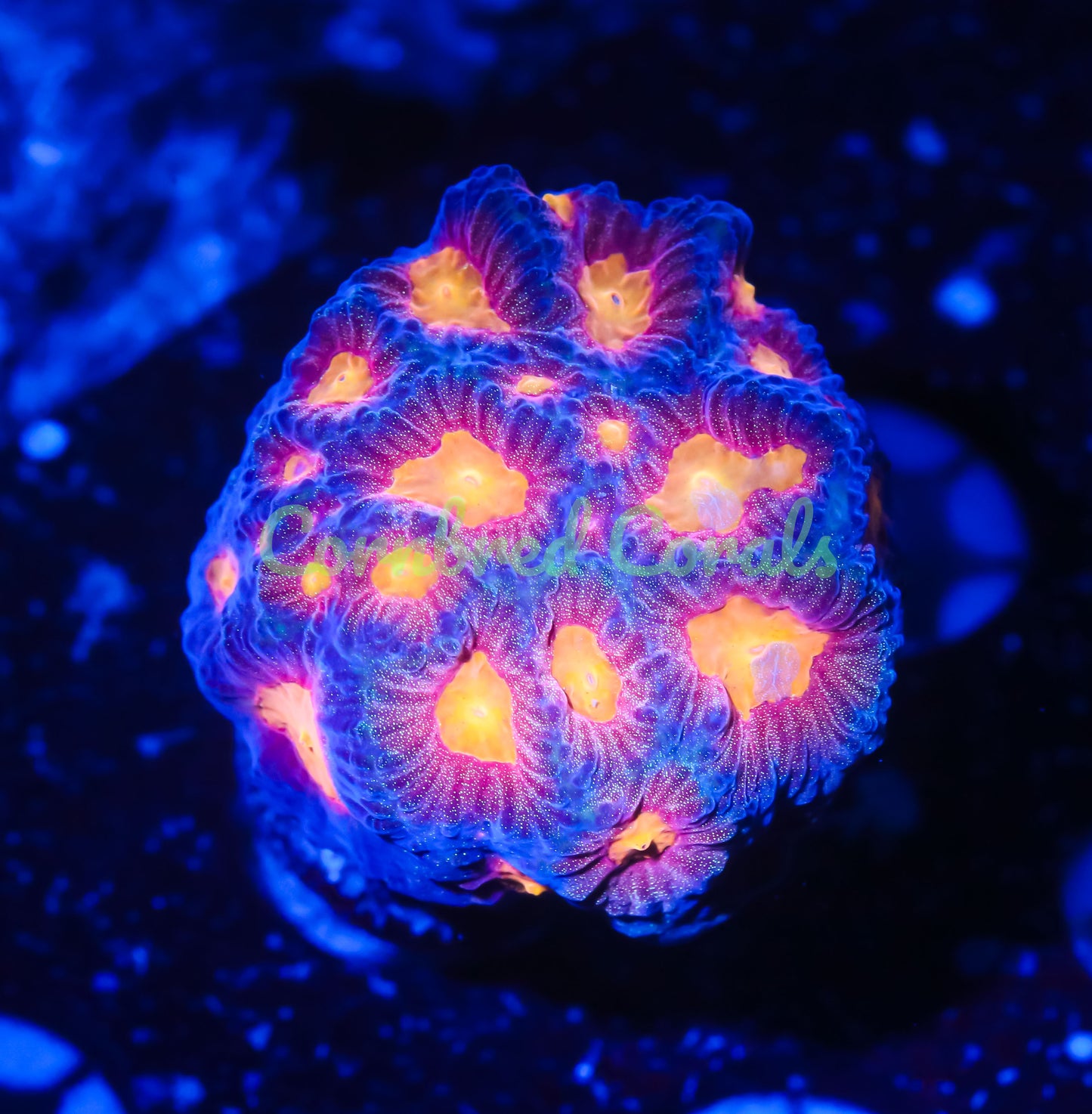 Cornbred's Baby's Breath Favia - WYSIWYG