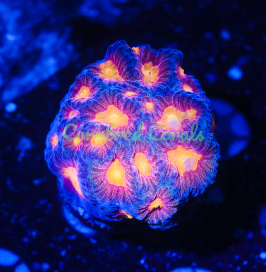 Cornbred's Baby's Breath Favia - WYSIWYG