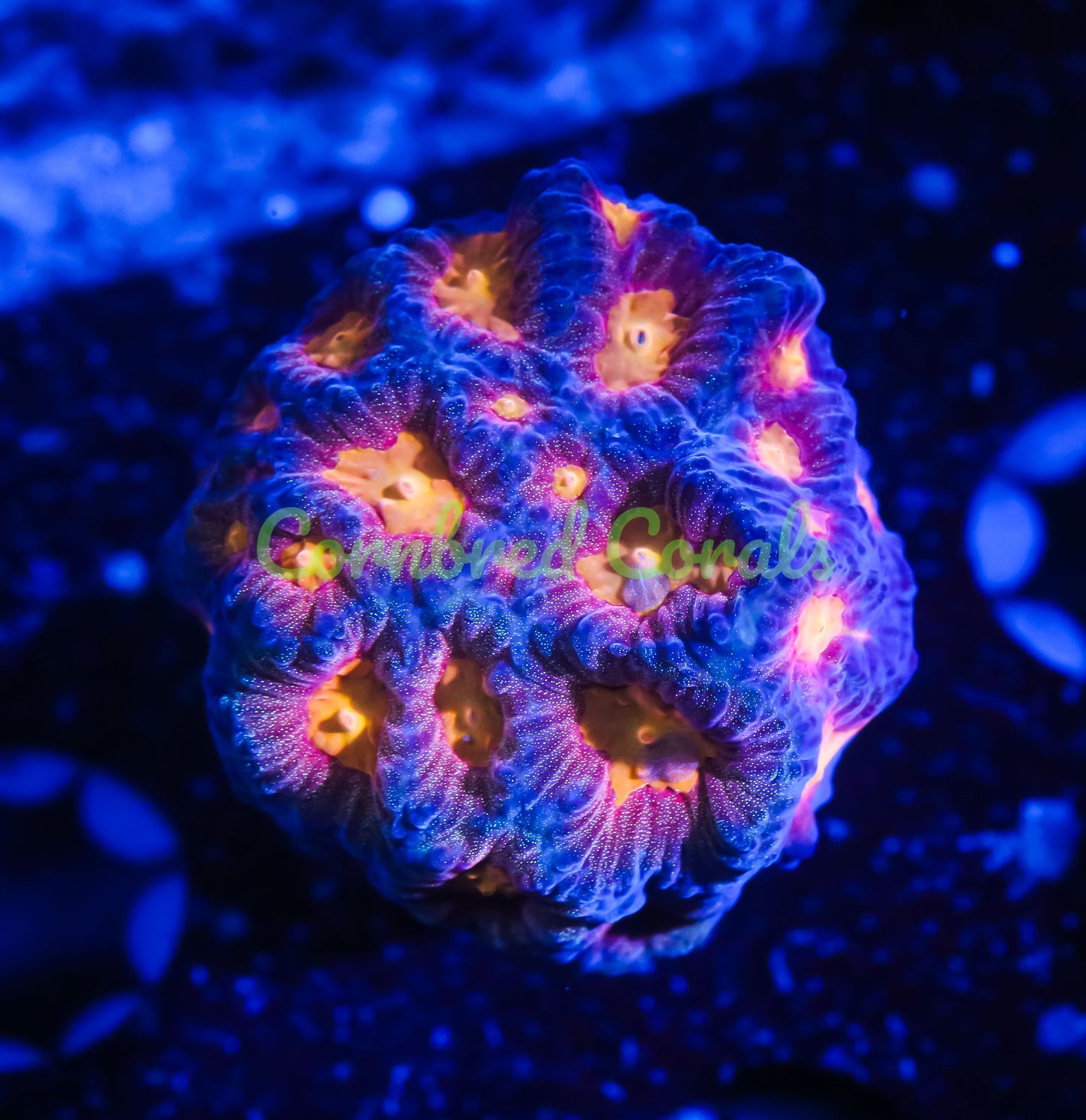 Cornbred's Baby's Breath Favia - WYSIWYG