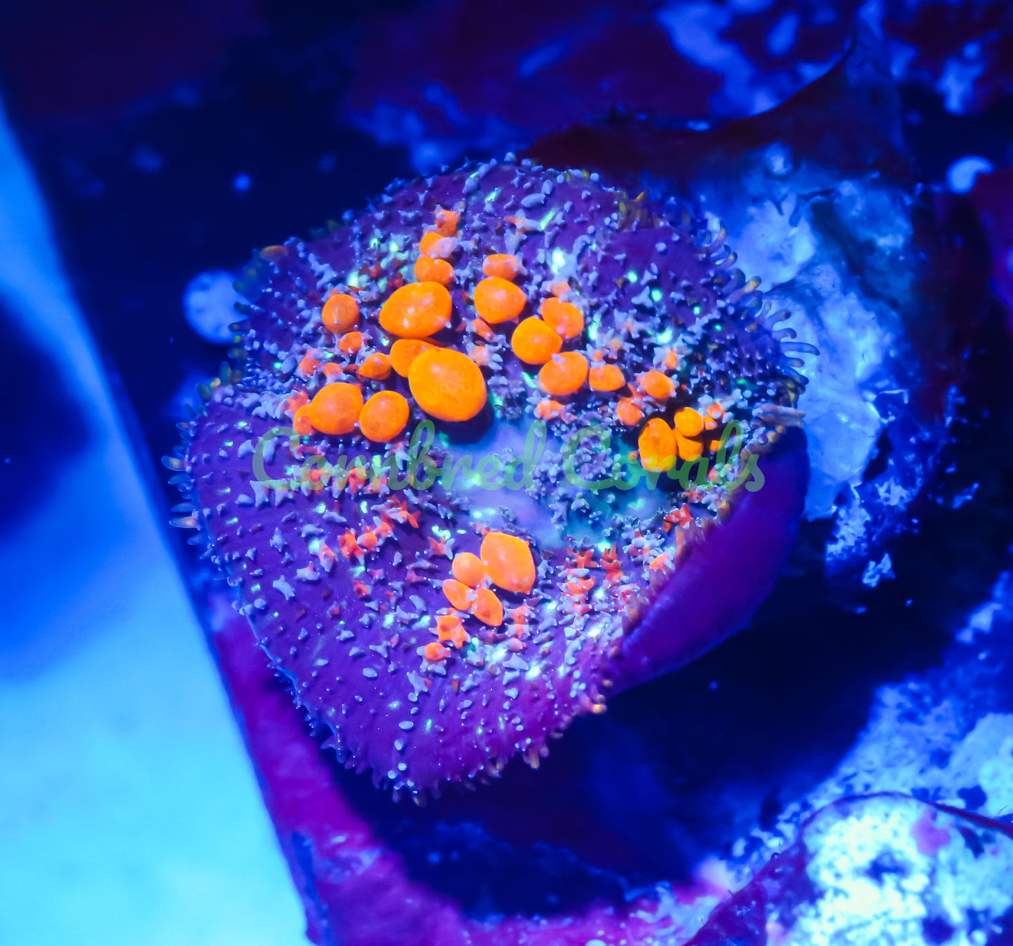 Cornbred's Sunkist Bounce Mushroom - WYSIWYG