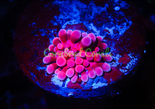 Cornbred's Pink Bubble Yum Yuma Mushroom - WYSIWYG