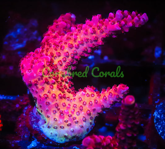 Cornbred's OMG Acro - WYSIWYG