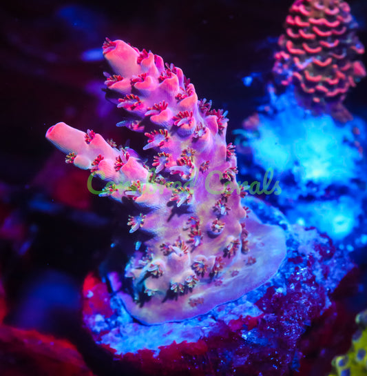 Cornbred's Tormenta Del Fuego Acro - WYSIWYG