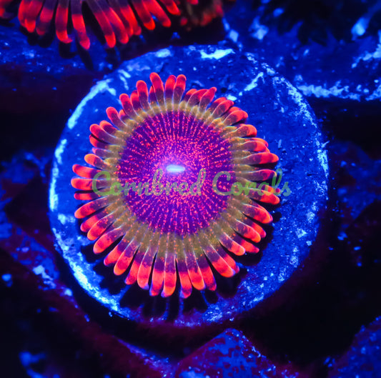 Cornbred's Bloodshot Krakatoa Paly - WYSIWYG