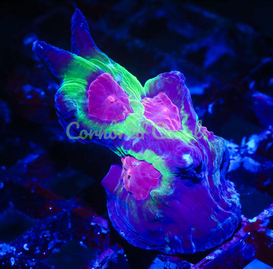 Cornbred's Ultimate Space Invader Pectinia - WYSIWYG