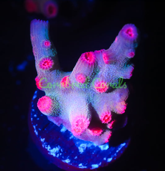 Cornbred's Branching Bleeding Rainbow Cyphastrea - WYSIWYG