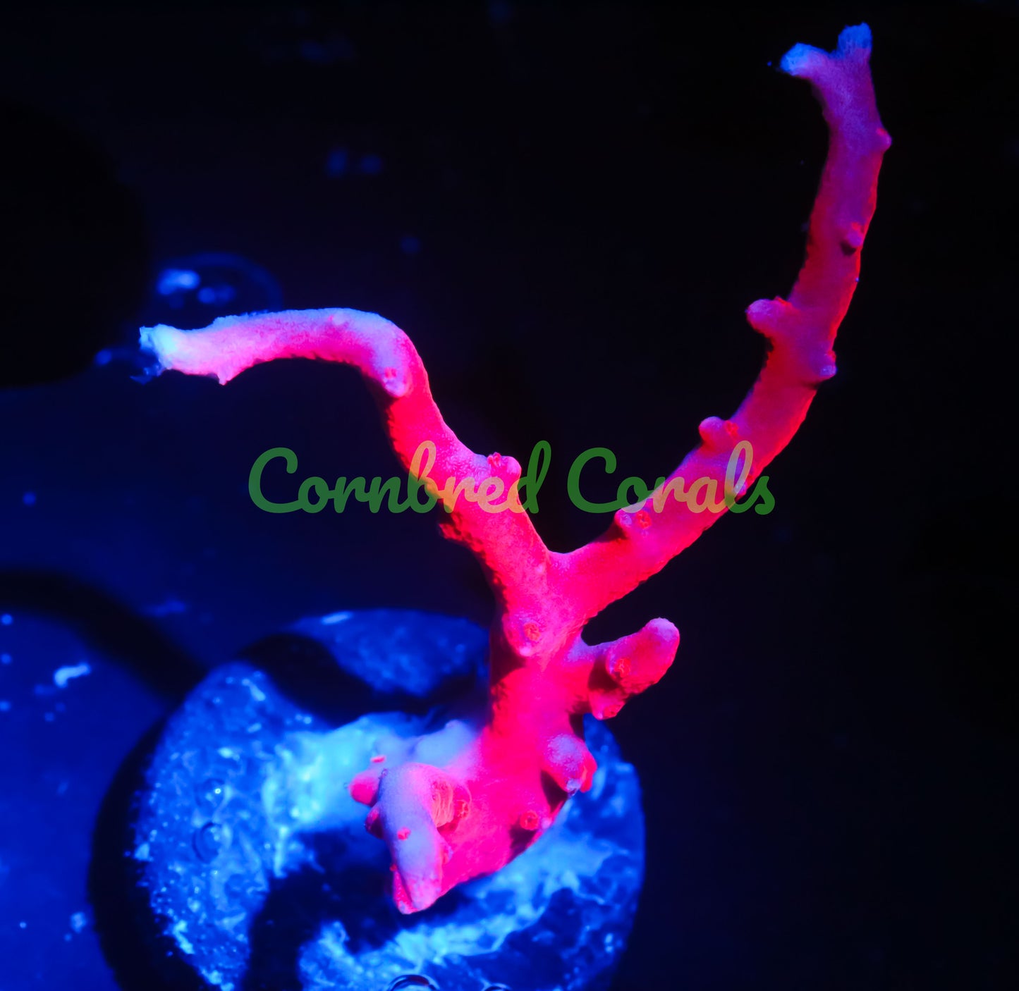 Cornbred Presents Jason Fox's TNT Anacro