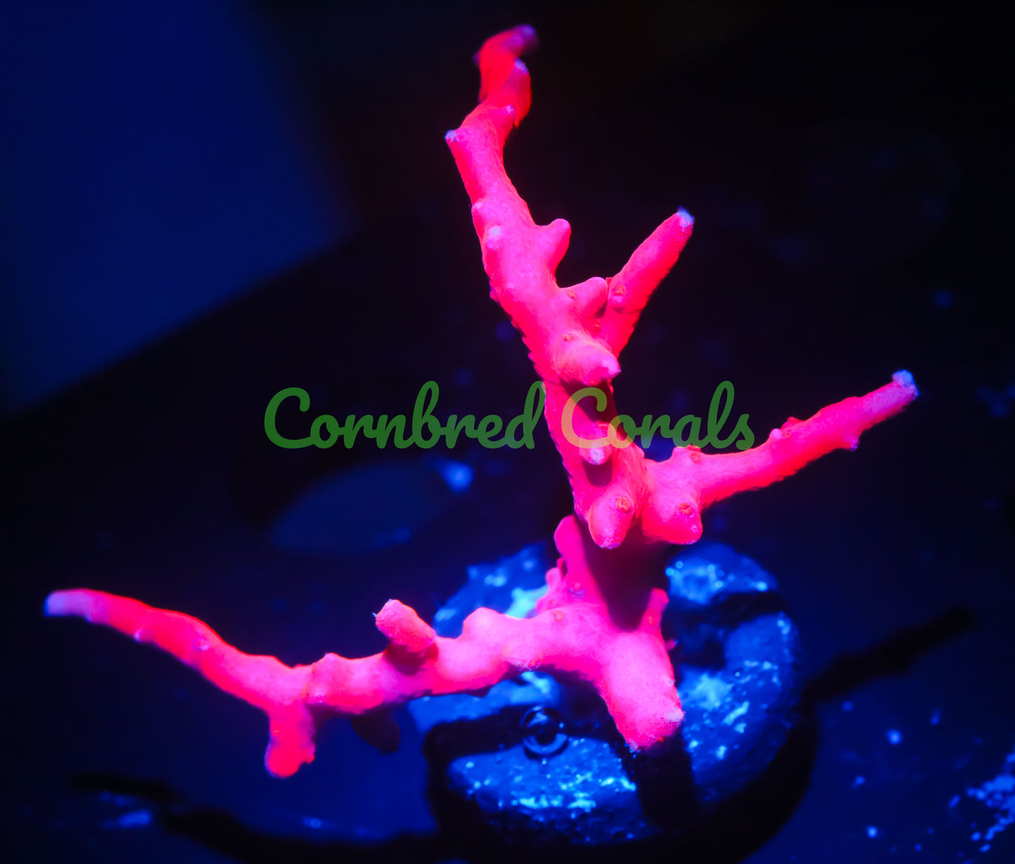 Cornbred Presents Jason Fox's TNT Anacro