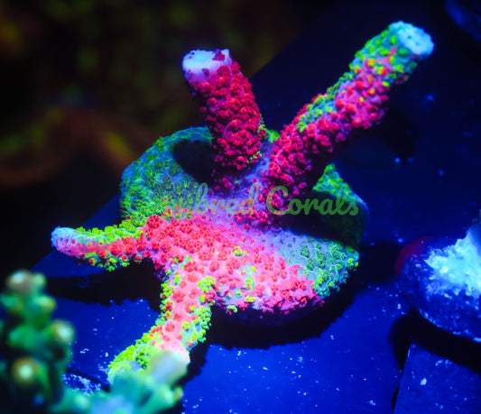 Cornbred's Tropical Grafted Digi - WYSIWYG