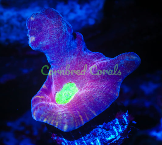 Cornbred's Rose Gold Pectinia - WYSIWYG