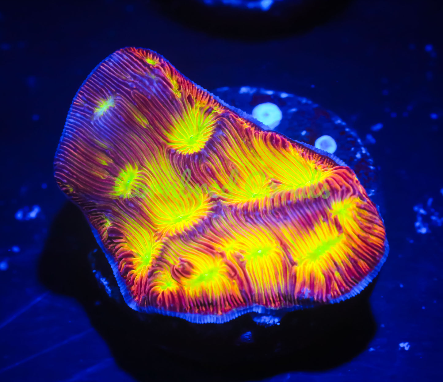 Cornbred Presents Jason Fox's Lethal Lepto - WYSIWYG