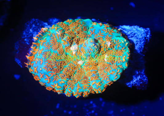 Cornbred's Bahama Mama Mushroom - WYSIWYG