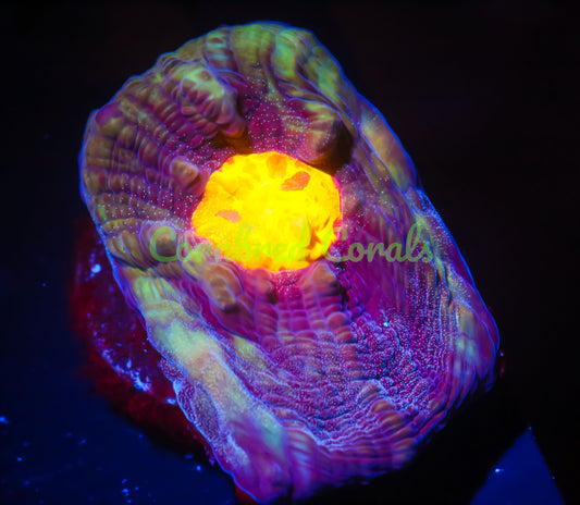 Cornbred Presents WWC's Sundrop Mycedium Chalice - WYSIWYG