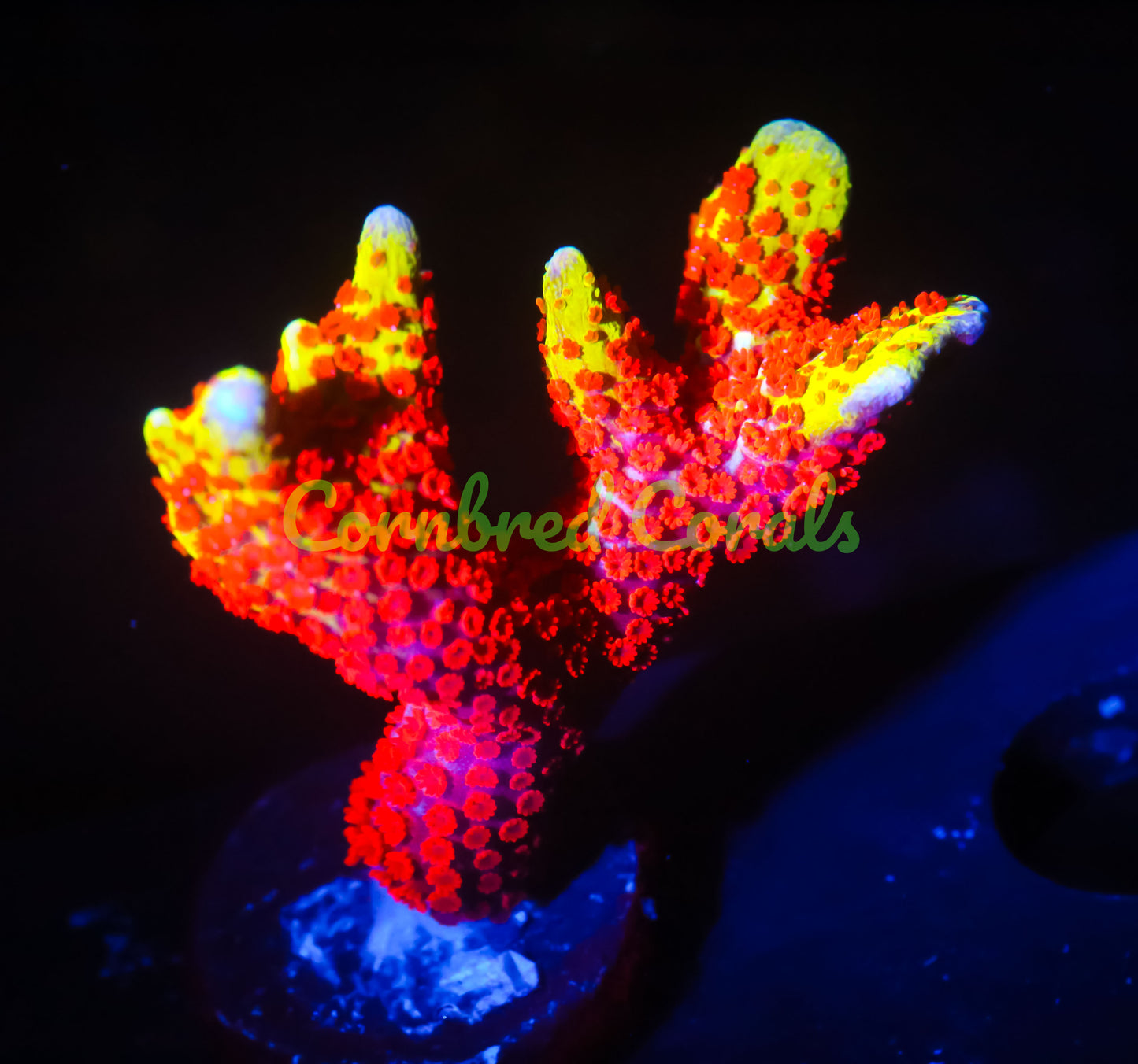 Cornbred's Bubble Gum Digi - WYSIWYG