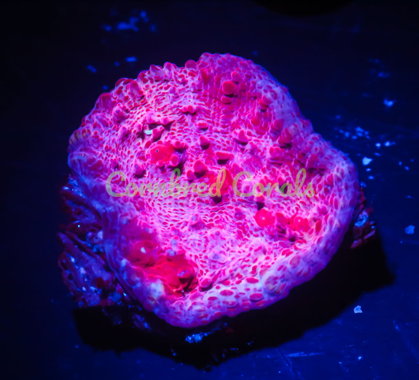 Cornbred's Red Velvet Chalice - WYSIWYG