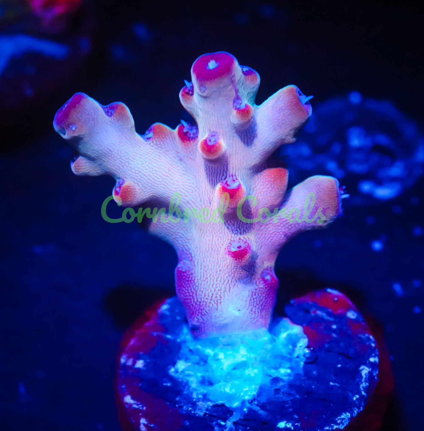 Cornbred Presents Jason Fox's Fantasy Island Acro - WYSIWYG